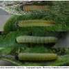 colias myrmidone larva1 volg